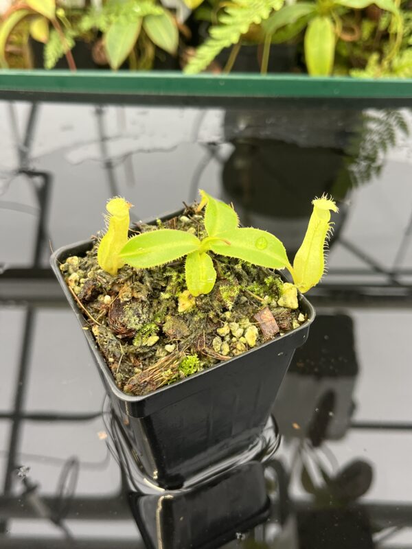 Close Up of Nepenthes viridis (Dinagat, Mindanao, Philippines) | Andreas Wistuba | AW-01 | 20826