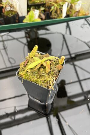 Close Up of Nepenthes vogelii {seedgrown individuals, Gunung Murud Range, Sabah, Borneo, 1300 m} | Best Carnivorous Plants | BCP-1997 | 21023