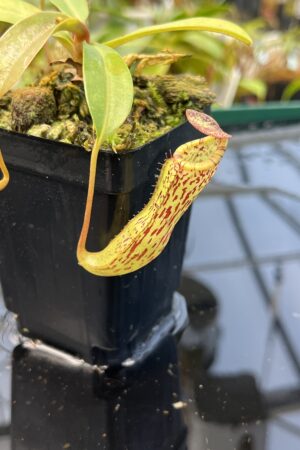 Close Up of Nepenthes vogelii x ventricosa | Borneo Exotics | BE-4593 | 20862
