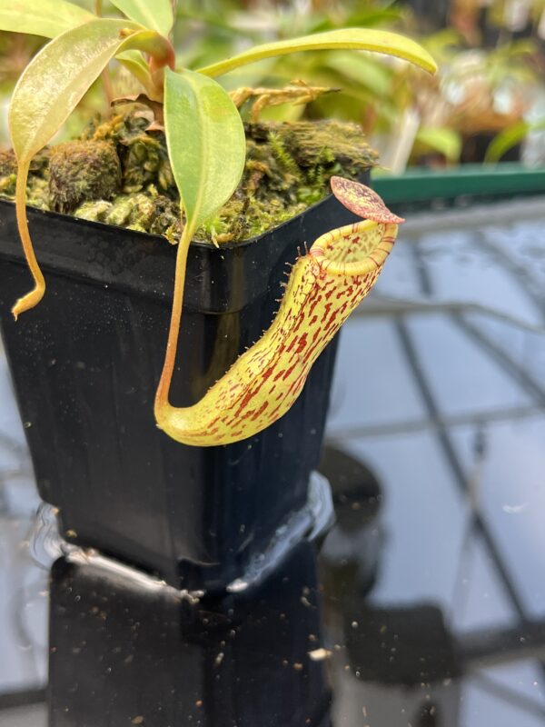 Close Up of Nepenthes vogelii x ventricosa | Borneo Exotics | BE-4593 | 20862