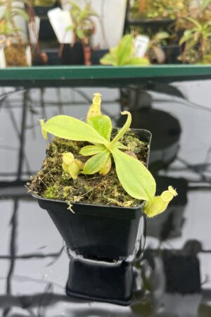 Close Up of Nepenthes xhookeriana | Florae Collaborative | FC-116 | L20920