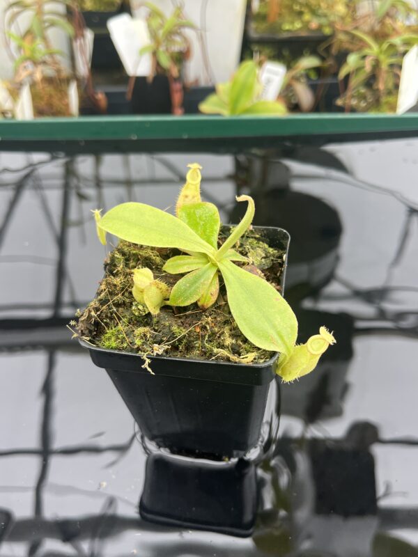 Close Up of Nepenthes xhookeriana | Florae Collaborative | FC-116 | L20920