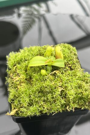 Close Up of Nepenthes xtrusmadiensis | Florae Collaborative | FC-144.01 | 20835