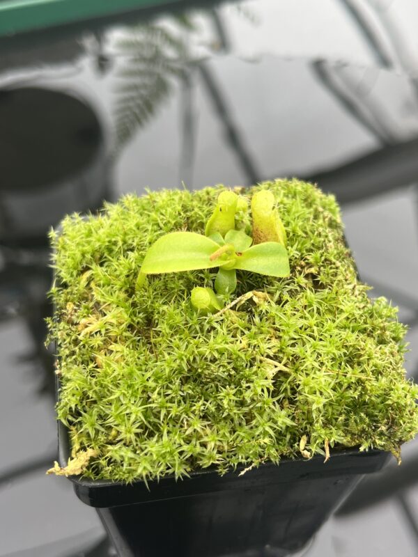 Close Up of Nepenthes xtrusmadiensis | Florae Collaborative | FC-144.01 | 20835