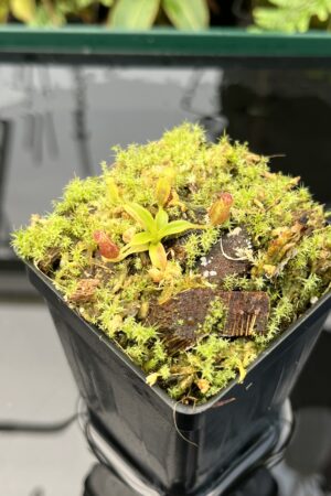 Close Up of Nepenthes xtrusmadiensis | Florae Collaborative | FC-144.05 | 20745