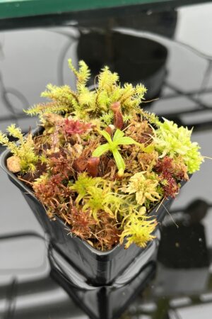 Close Up of Nepenthes xtrusmadiensis x villosa | JH | Florae | Clone 4 | Florae Collaborative | FC-416.04 | H20912