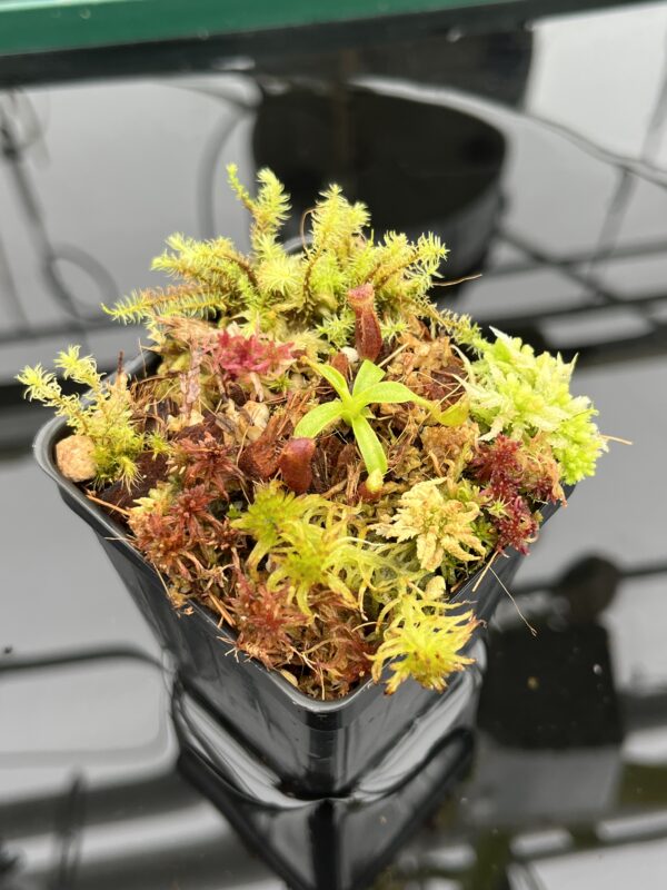Close Up of Nepenthes xtrusmadiensis x villosa | JH | Florae | Clone 4 | Florae Collaborative | FC-416.04 | H20912