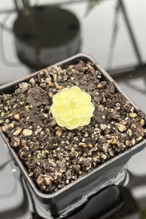Close Up of Pinguicula ehlersiae {West of Tolantonga, Hidalgo, Mex., BG Linz # 007} | Best Carnivorous Plants | BCP-556 | 20768