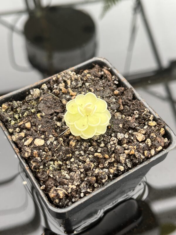 Close Up of Pinguicula ehlersiae {West of Tolantonga, Hidalgo, Mex., BG Linz # 007} | Best Carnivorous Plants | BCP-556 | 20768