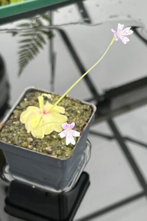 Close Up of Pinguicula emarginata {all green and compact rosette} | Best Carnivorous Plants | BCP-338 | 20763