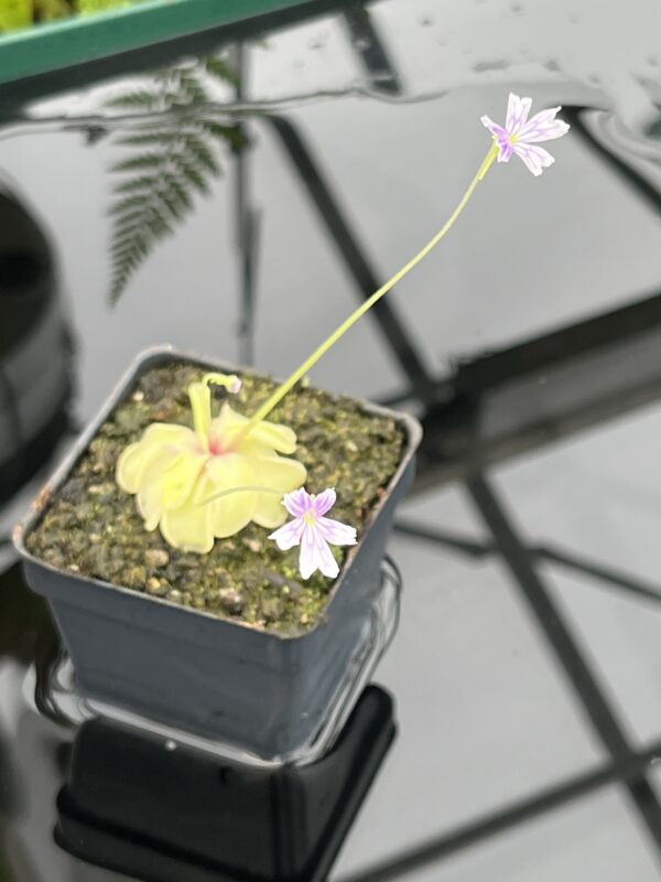 Close Up of Pinguicula emarginata {all green and compact rosette} | Best Carnivorous Plants | BCP-338 | 20763