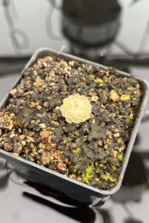 Close Up of Pinguicula jaumavensis {75} | Best Carnivorous Plants | BCP-549 | 20771