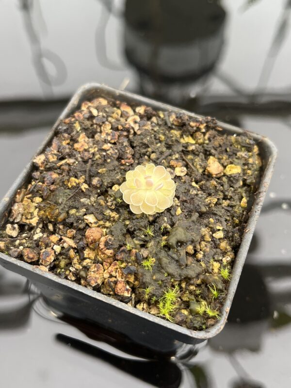 Close Up of Pinguicula jaumavensis {75} | Best Carnivorous Plants | BCP-549 | 20771