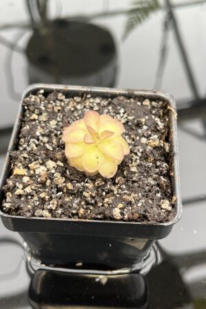 Close Up of Pinguicula laueana {undulate geranium flower} | Best Carnivorous Plants | BCP-2277 | 20767