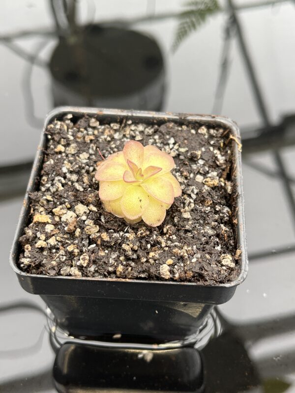 Close Up of Pinguicula laueana {undulate geranium flower} | Best Carnivorous Plants | BCP-2277 | 20767