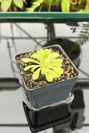 Close Up of Pinguicula laxifolia | Best Carnivorous Plants | BCP-2273 | 20758
