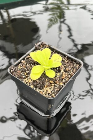 Close Up of Pinguicula martinezii | Best Carnivorous Plants | BCP-2222 | 20764