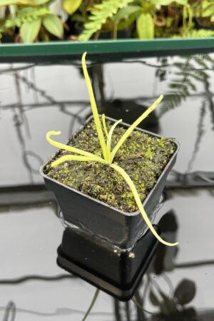 Close Up of Pinguicula moctezumae | Best Carnivorous Plants | BCP-670 | 20761