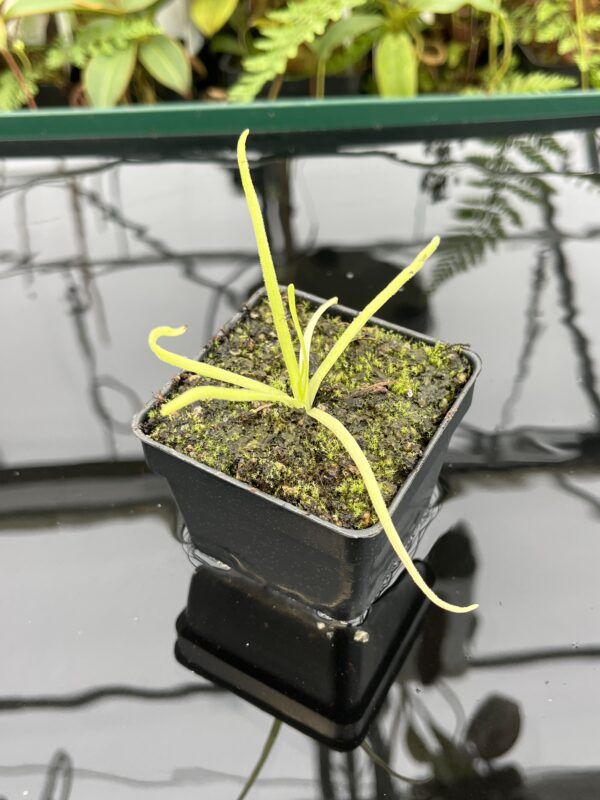 Close Up of Pinguicula moctezumae | Best Carnivorous Plants | BCP-670 | 20761