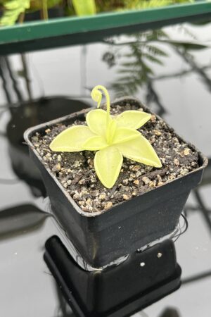 Close Up of Pinguicula moranensis var. alba {pure white flower, Molango, Mexico} | Best Carnivorous Plants | BCP-519 | 20759