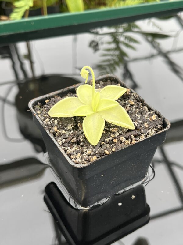 Close Up of Pinguicula moranensis var. alba {pure white flower, Molango, Mexico} | Best Carnivorous Plants | BCP-519 | 20759