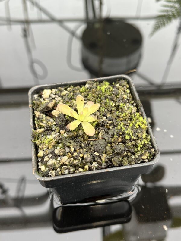 Close Up of Pinguicula nivalis hybr. cv. BCP 'Crystal' | Best Carnivorous Plants | BCP-514 | 20770