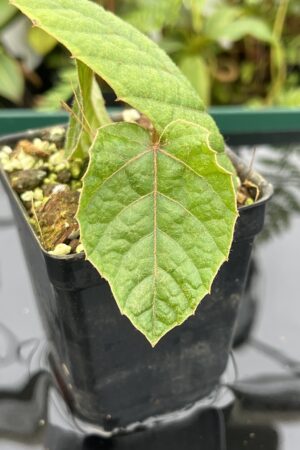 Close Up of Piper sp Batman (Indonesia) | Florae Collaborative | 20774