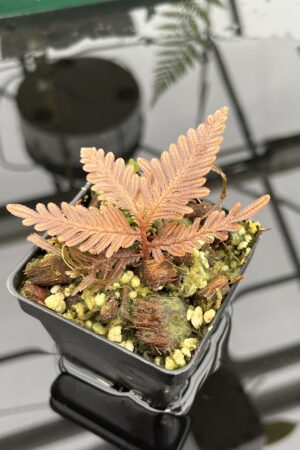 Close Up of Selaginella megalura 'Borneo' (Indonesia, Borneo) | Florae Collaborative | FC-596 | 20801