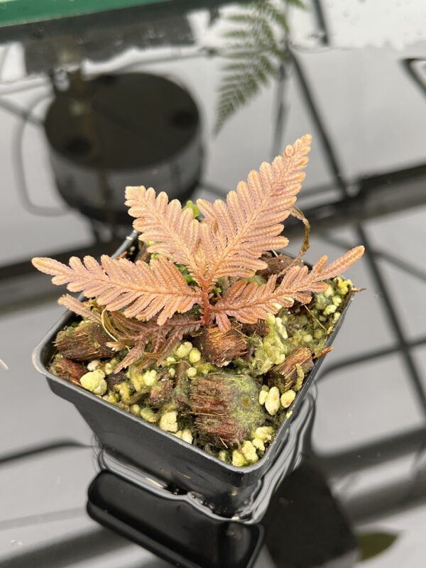 Close Up of Selaginella megalura 'Borneo' (Indonesia, Borneo) | Florae Collaborative | FC-596 | 20801