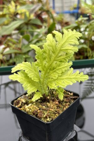 Close Up of Selaginella sp | Florae Collaborative | FC-580 | 20802