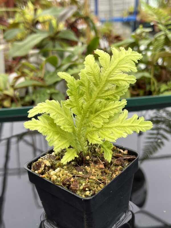 Close Up of Selaginella sp | Florae Collaborative | FC-580 | 20802