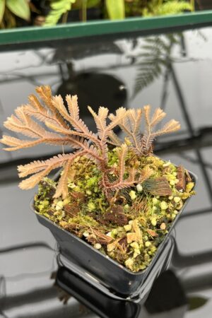 Close Up of Selaginella sp | Florae Collaborative | FC-581 | 20800