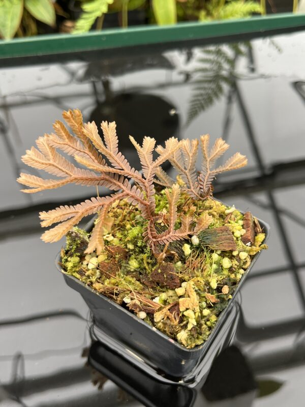 Close Up of Selaginella sp | Florae Collaborative | FC-581 | 20800