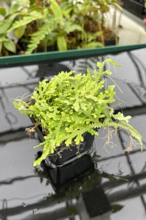 Close Up of Selaginella sp | Florae Collaborative | FC-584 | 20793
