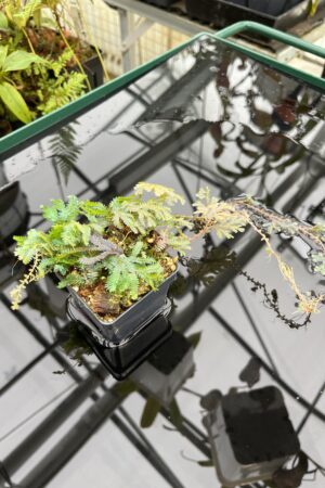 Close Up of Selaginella sp | Florae Collaborative | FC-588 | 20799