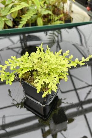 Close Up of Selaginella sp | Florae Collaborative | FC-590 | 20794