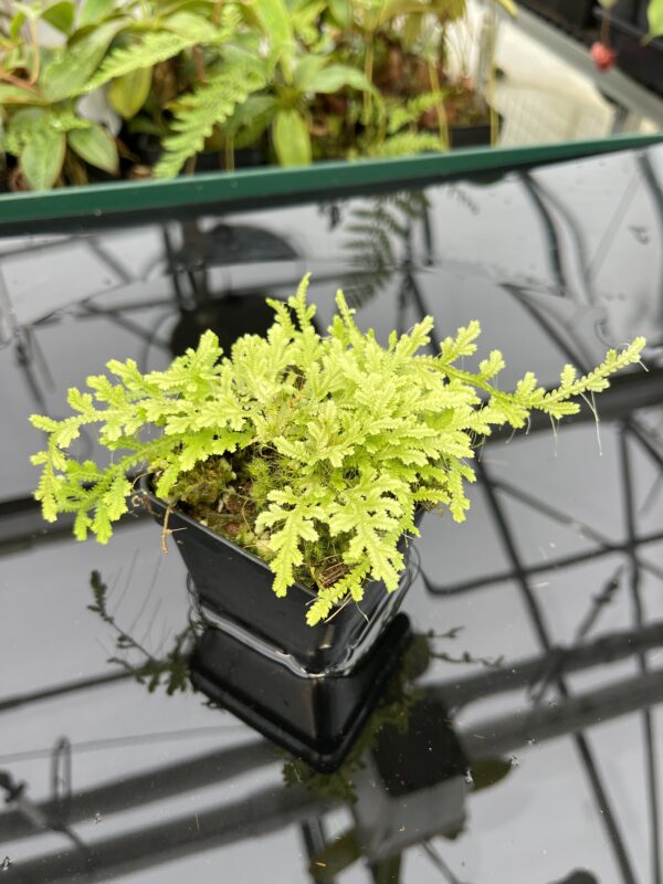 Close Up of Selaginella sp | Florae Collaborative | FC-590 | 20794