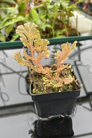 Close Up of Selaginella sp | Florae Collaborative | FC-593 | 20795