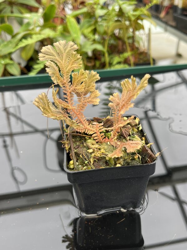 Close Up of Selaginella sp | Florae Collaborative | FC-593 | 20795