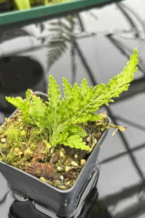 Close Up of Selaginella sp Madagascar | Florae Collaborative | FC-577 | 20803