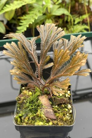Close Up of Selaginella sp indonesia dark | Florae Collaborative | FC-586 | 20797