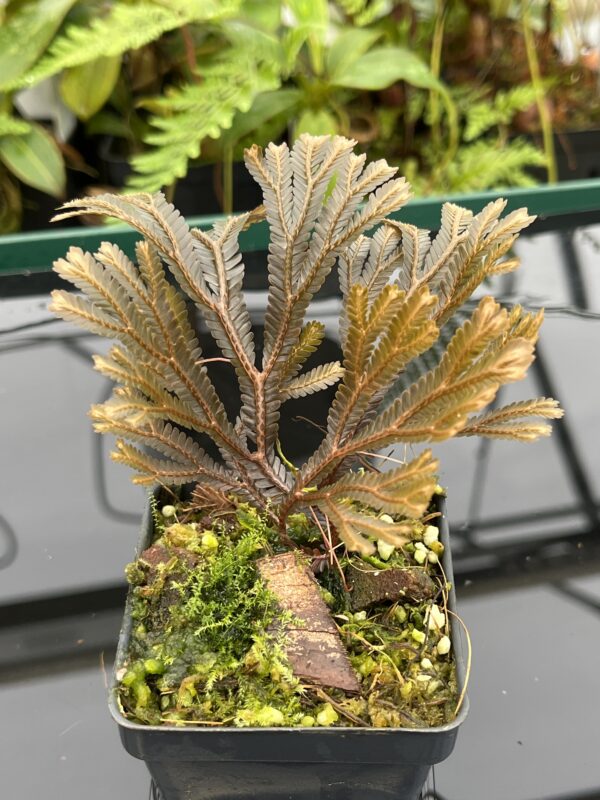 Close Up of Selaginella sp indonesia dark | Florae Collaborative | FC-586 | 20797