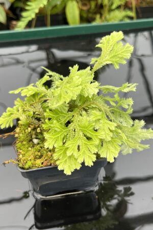 Close Up of Selaginella sp peru | Florae Collaborative | FC-585 | 20798