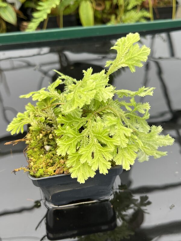 Close Up of Selaginella sp peru | Florae Collaborative | FC-585 | 20798