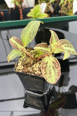 Close Up of Sonerila cantonensis (Vietnam) | Florae Collaborative | IN20940
