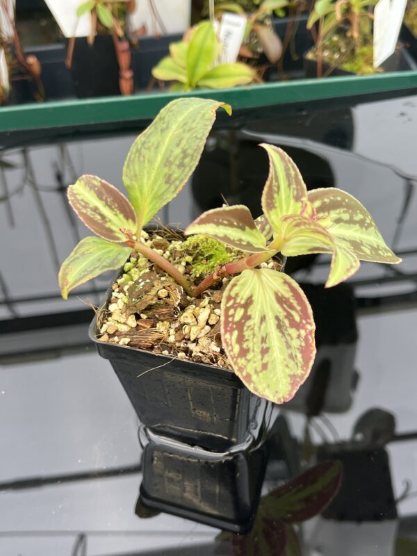 Close Up of Sonerila cantonensis (Vietnam) | Florae Collaborative | IN20940