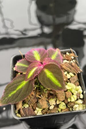 Close Up of Sonerila pulchella (Thailand) | Florae Collaborative | 20937