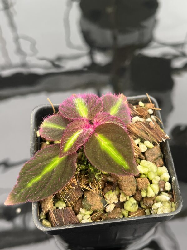 Close Up of Sonerila pulchella (Thailand) | Florae Collaborative | 20937