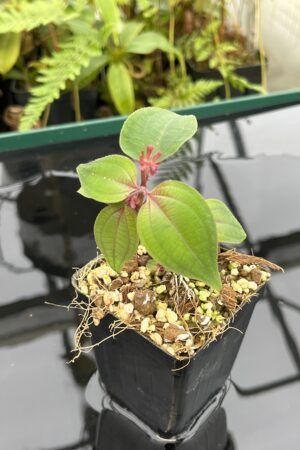Close Up of Sonerila sp Green (Thailand) | Florae Collaborative | 20779