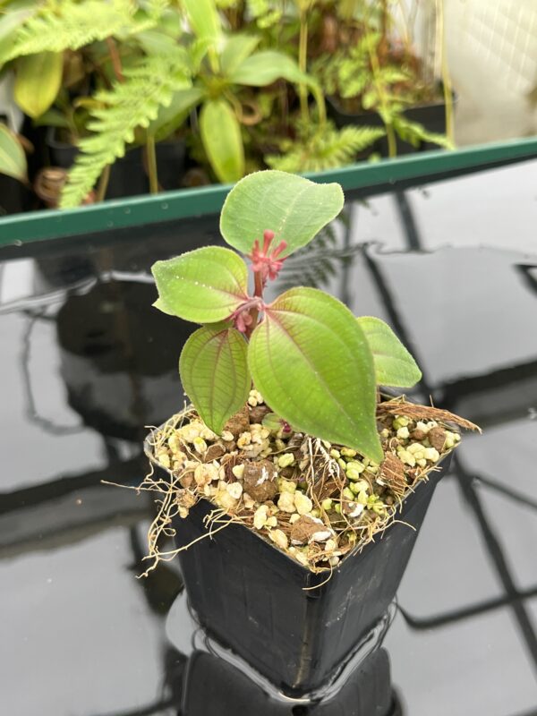 Close Up of Sonerila sp Green (Thailand) | Florae Collaborative | 20779